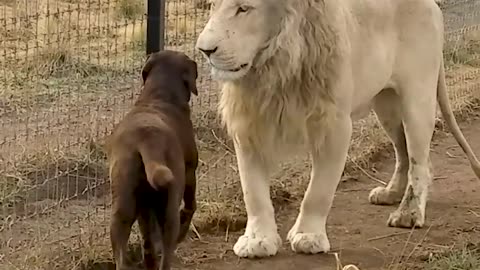 Cute lion 🦁 And Dog