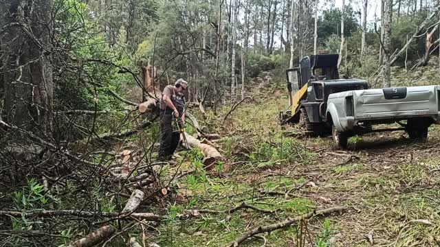 Pioneer P50 cutting in Tasmania