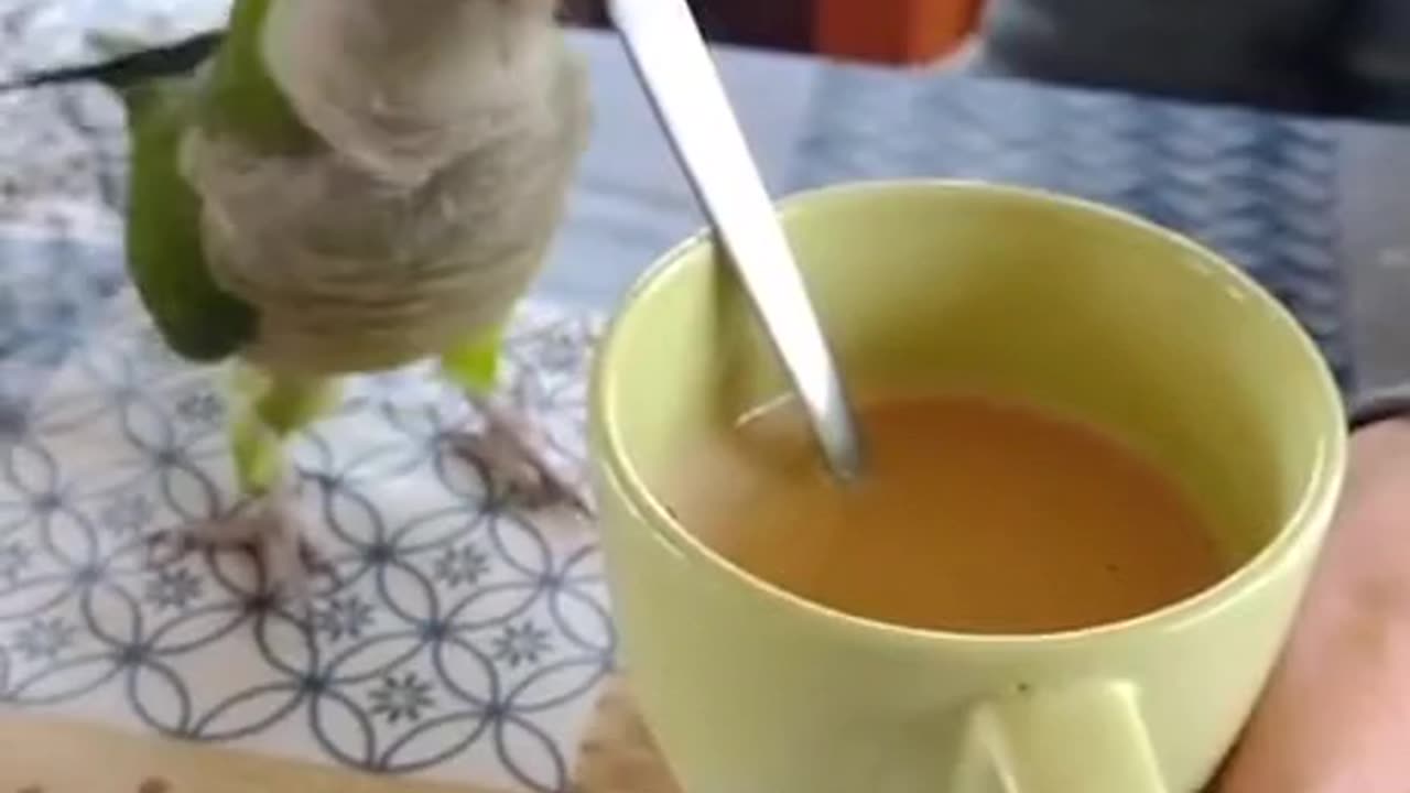 Little cute birds stirred up the coffee with a tea spoon