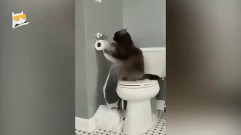 Funniest Animal