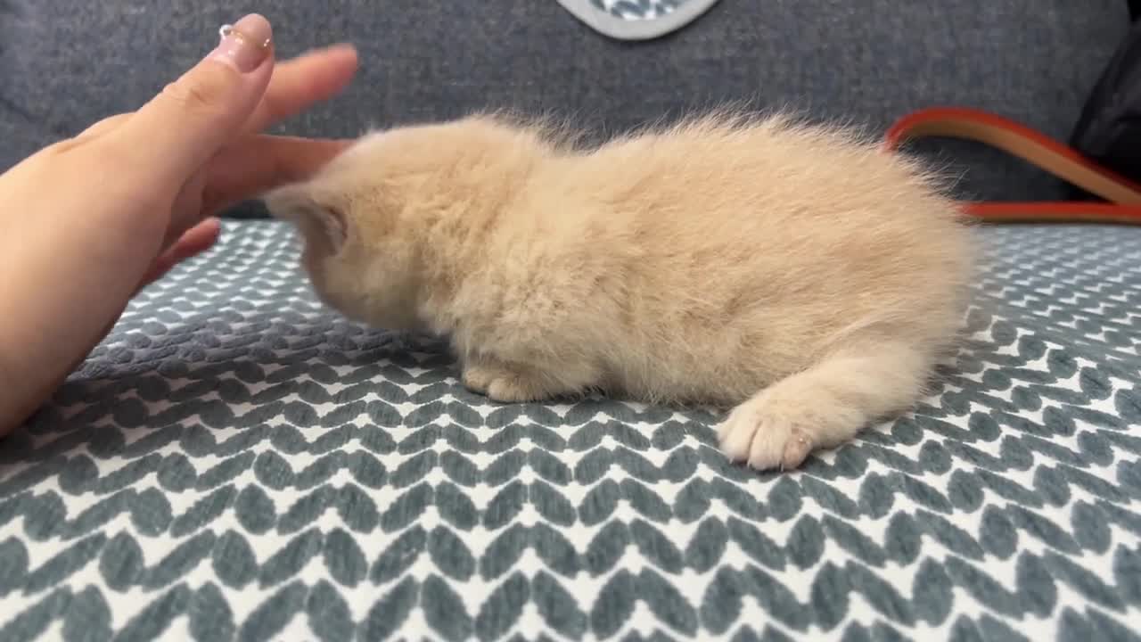 A super cute tiny kitten