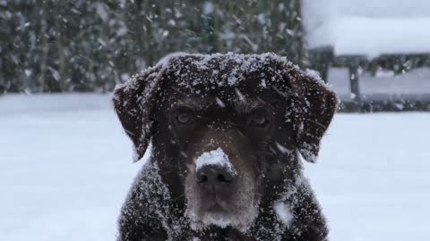 Wow what a wonderful huge Labrador