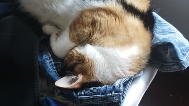 My Cat Amber sleeping on my warm newly clean cloths