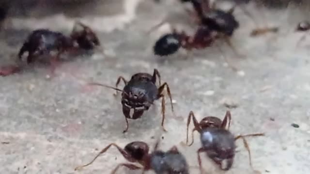 short video of ant's group. best of ants.