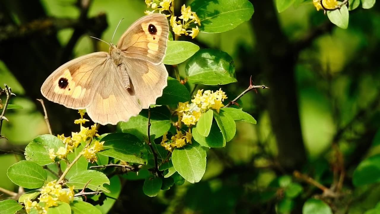 Beautiful Butterfly with nature