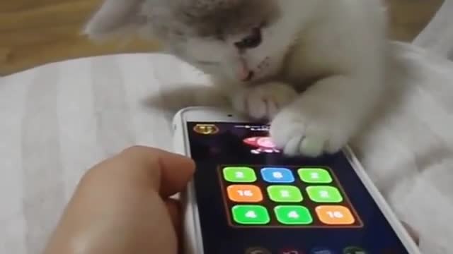 cat that likes playing games