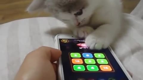 cat that likes playing games