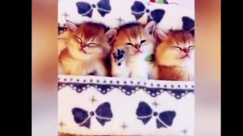 Cute cat videos 😻