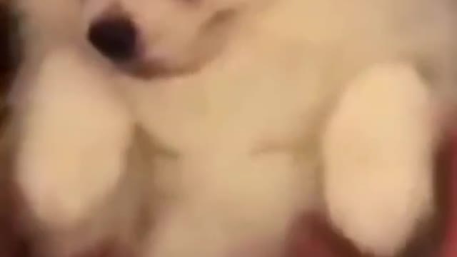 Cute Long hair Dog acting on camera