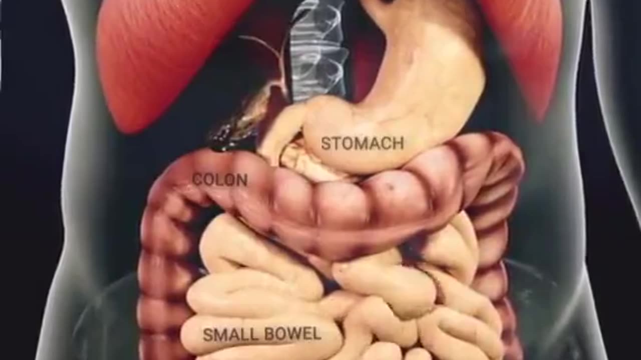 Human Digestive process