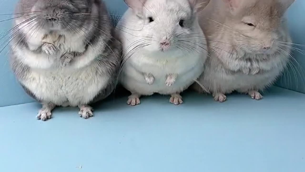 Three little chinchillas.