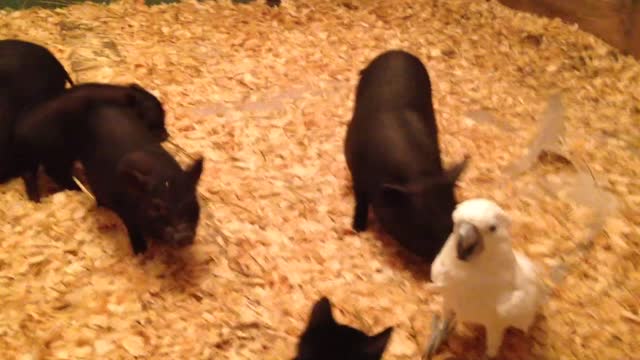 Cockatoo loves to play with adorable mini pigs