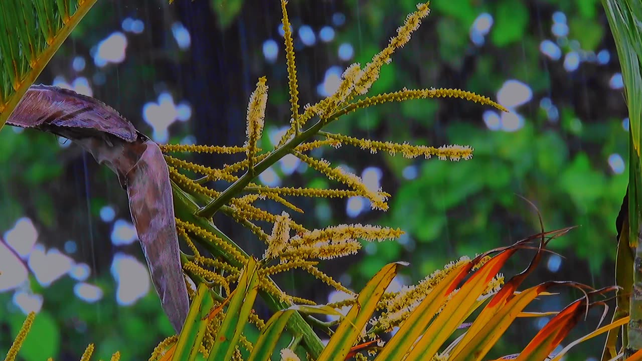 Videos Cenematic viral With drip Water Rain