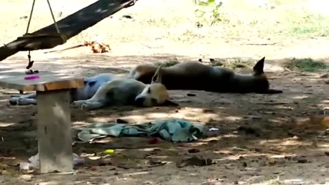 Trolling Dog Prank with fake lion 😂😂😂