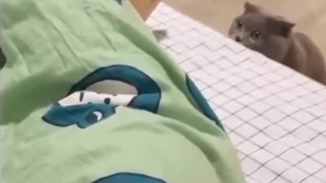 # cat # catsoftiktok7