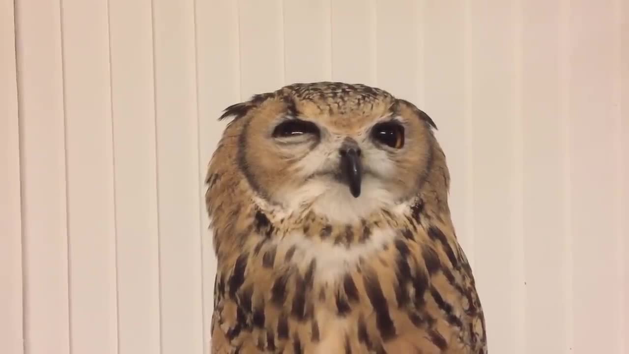 Cute sleepy owl