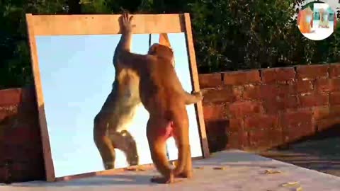 Monkey play with mirror.