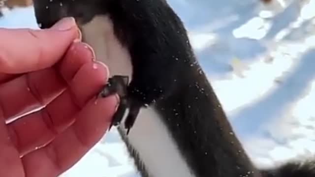 How to make cute rabbit 🐇 eat food on your hands