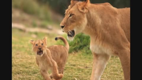 Animals leaning from there parents😯😯