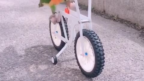 Parrot ride bicycle