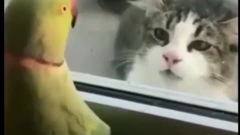 Playing parrot with cat