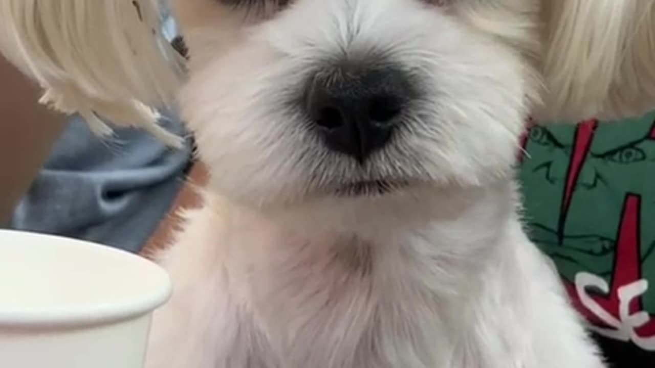 Innocent puppy looking for food ðŸ˜