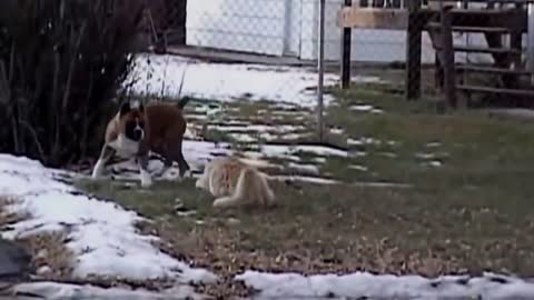 FUNNY CATS VS DOGS