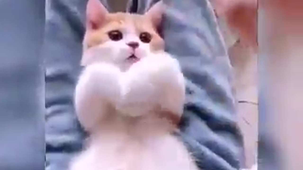 #catlovers