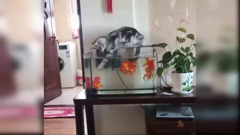 cats like you never seen before