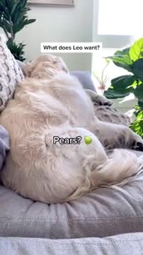 Dog Funny Video 2021 / Funny Dog Video 😂 / Dog Eating Video