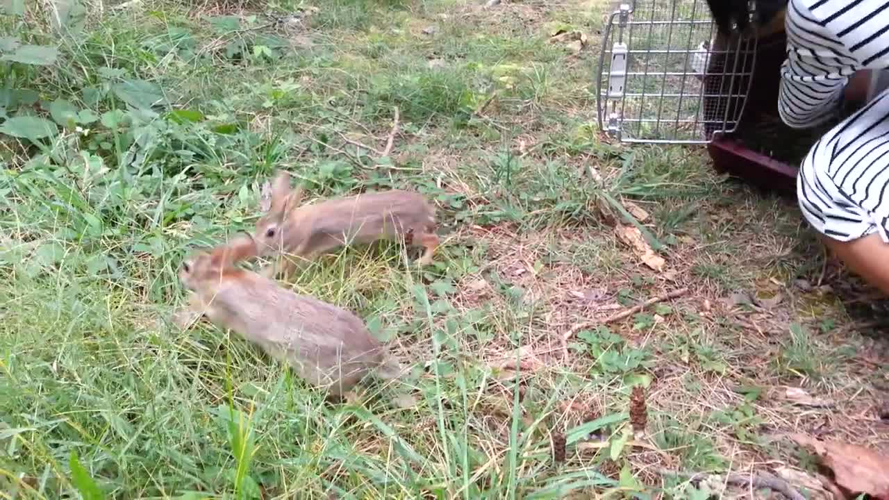 Releasing Wild Cottontail Bunnies Back To The Wild