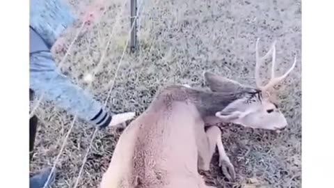 Never help a deer in need, they will stalk you.
