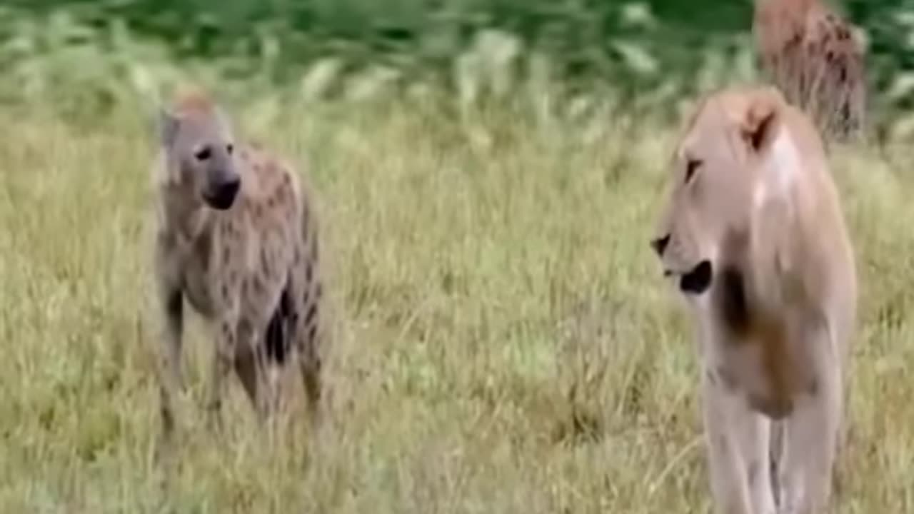 Most Viewed Animal Video (2022)