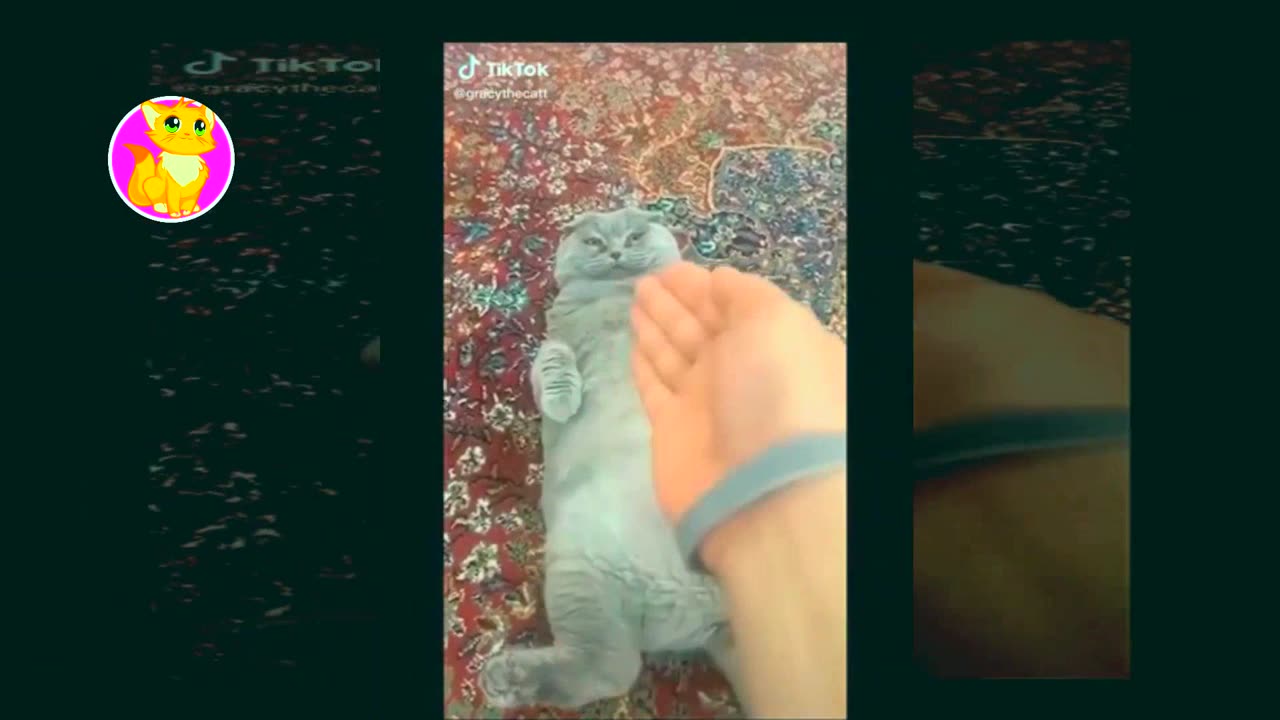 Best funny animal video 2023 Funny pets