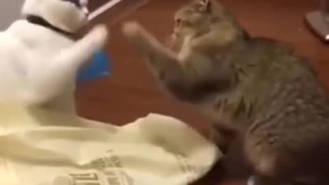 Soft fight😂 #shorts #cute #cat #cutecat #cutevideos #catvideos #funny #funnycat #funnyvideo #tiktok