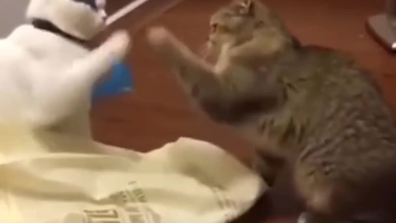 Soft fight😂 #shorts #cute #cat #cutecat #cutevideos #catvideos #funny #funnycat #funnyvideo #tiktok