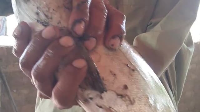 Fish Caught