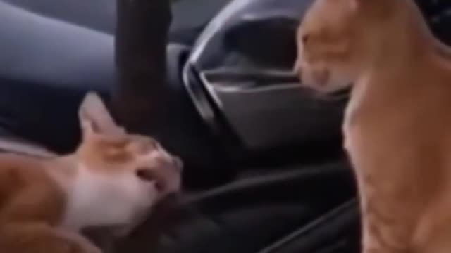 Funny and Cute Animals (3)