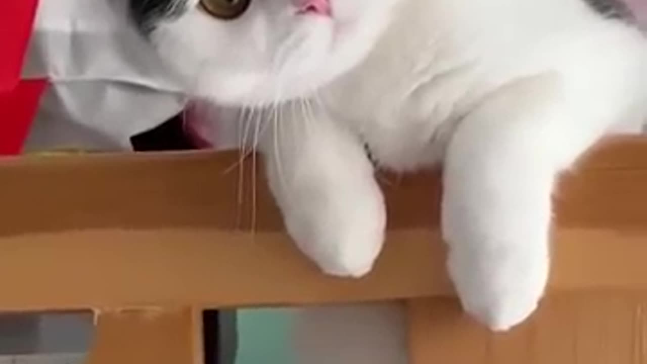 Mesmerizing Black and white Beauty. Meet this Adorable Cat 😺
