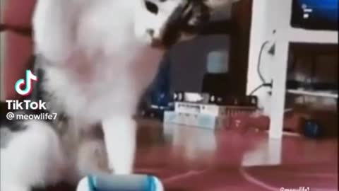 Funny Cat Video part 1 😹