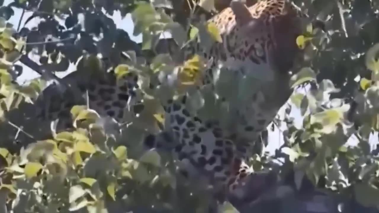 MOST AMAZING MOMENT OF WILDLIFE ANIMAL