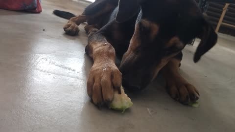 Dog eating guava
