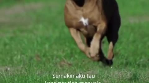 anjing
