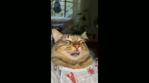 Funny video of cute Cats.... 🐈