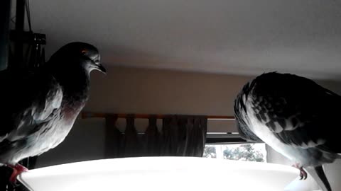 Chancey (left) and Clovey (right) Preening