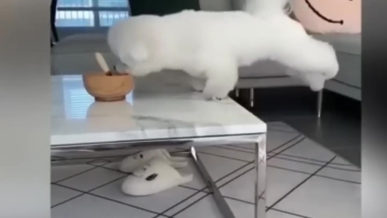 Funny animal 😂🤣🤣