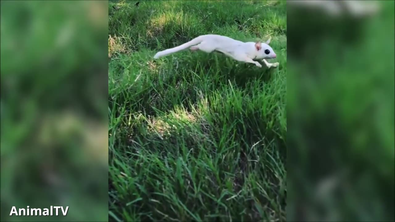 SUGAR GLIDERS Flying - Funny & Cute Compilation (2)