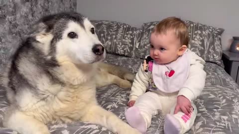 My Husky Does Everything She Can To Stop My Sad Poorly Baby Crying!😭. [CUTEST VIDEO EVER!]