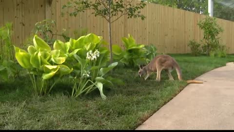 Barrier-free kangaroo exhibit opening at the Indianapolis Zoo