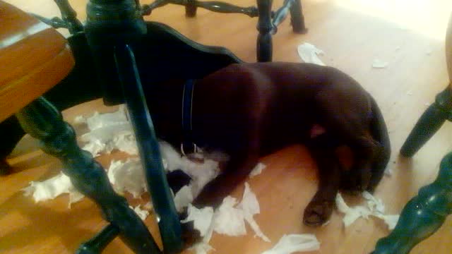 Toilet Paper Caper